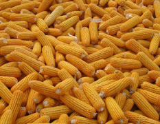 神池玉米 本人多年来一直致力于粮食经销
