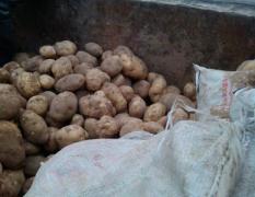 山西神池荷兰十五土豆产销两旺
