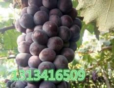 2017北宁 大量出售辽宁省北镇市陆地巨峰葡萄