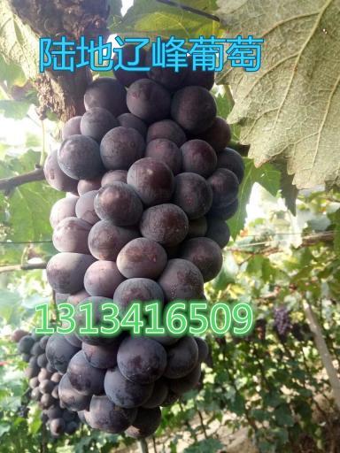 2017年辽宁北镇巨峰葡萄价格