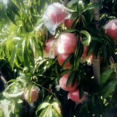 陕西省大荔县两宜镇膜袋毛桃