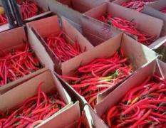 山西忻州出售大量鲜红辣椒！
