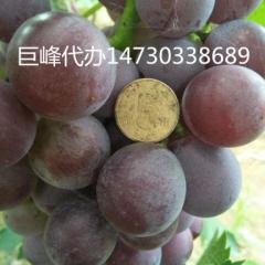 2017晋州实力代办，京亚葡萄，巨峰葡萄