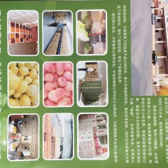 华县优质红皮洋葱150吨现出库