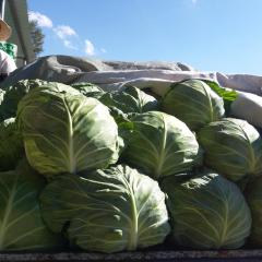 昌黎甘蓝包菜大头菜基地9月中旬大量上市