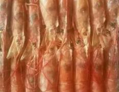 阿根廷红虾是南部无污染海域的野生红虾