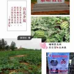 黑帝村沙土地西瓜种植合作社
