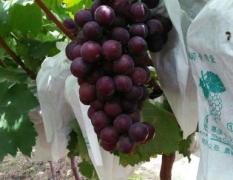 大荔葡萄 所产水果果个大，颜色红