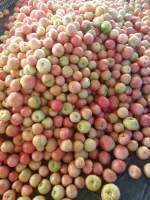 凌海右卫雨硕8月硬粉西红柿