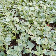 安徽省宿州市利民种苗公司