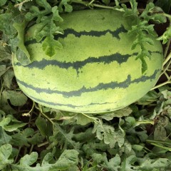 翁牛特旗现有万亩西瓜将在8月份大量上市