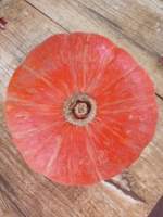 山西神池新明诚信合作社红南瓜