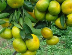 湖北宜昌地区所产的一种柑桔 叶橘柑橘