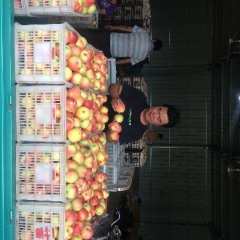 临猗嘎拉苹果口感爽口临猗王杰诚信合作