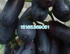 最新葡萄品种 西梅苗木