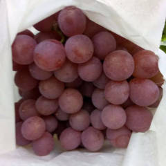 大荔范家白康8月红提葡萄