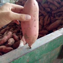 开封我们这里种植面积大 沙土地种植