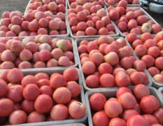河北乐亭县硬粉西红柿大量上市了