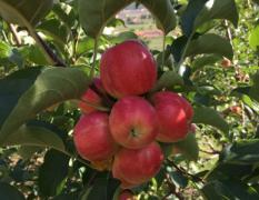 河北隆化金红苹果俗称123，该水果呈卵圆形