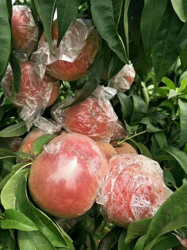 超越毛桃 - 绿果网