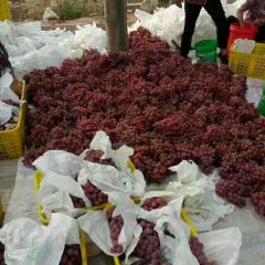 陕西红提葡萄供应价格，红提葡萄批发价格