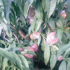 陕西大荔秦王超越200-1毛桃货源充足