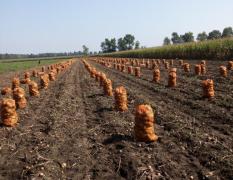公主岭市秋季土豆已经大量上市了