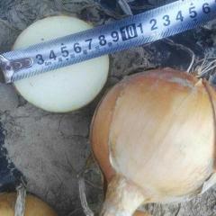 2017乾安洋葱已收，有需要的联系我