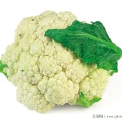 张家口万全区蔬菜种植基地现货大量供应菜花