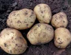 扶余土豆 现在正是收获的旺季