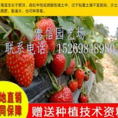 2017岱岳草莓苗现在订货有惊喜
