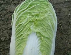每年7月-11月，我基地种植的大白菜