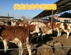 伏虎山肉牛场现有一批西门塔尔良种牛出售