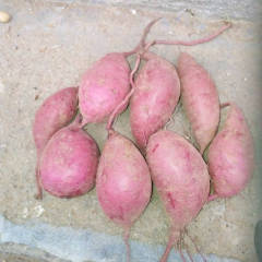 宜城板桥店镇新街乡紫薯面积不断增加