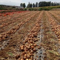 2017.8.29甘肃洋葱热销中-洋葱价格分析！