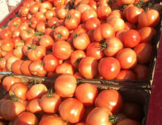 辽宁北票是东北三省最大的西红柿主产基地