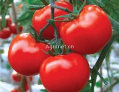 代收西红柿——山东聊城