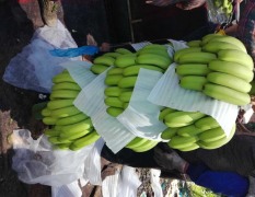 2017南宁香蕉质量一流本人长期代发香蕉