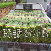 莘县张鲁张记8月韭苔