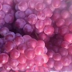 柏乡县葡萄产地大量供应巨峰葡萄，质量好，口感甜，有意者速电话联系我