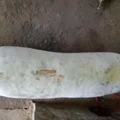 夏邑铁冠军冬瓜颜色鲜亮，皮为白皮