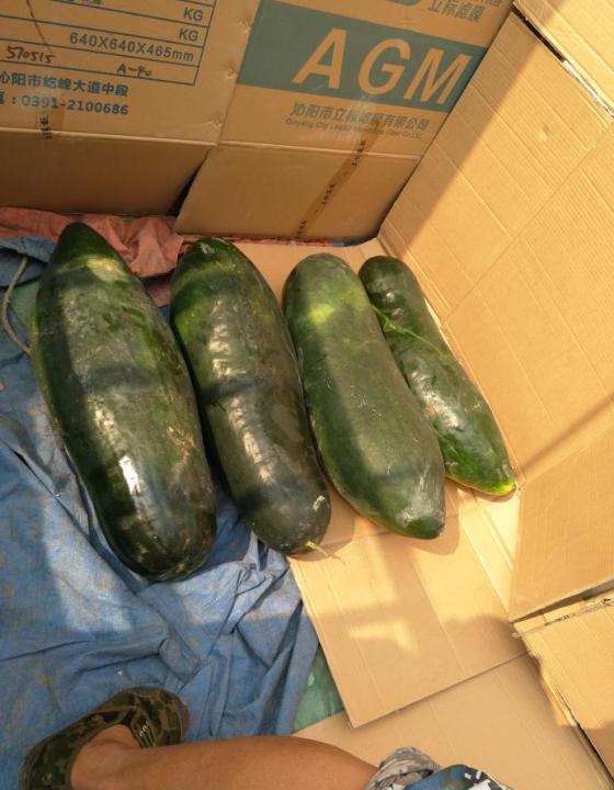 供应:2018沁阳黑优大冬瓜条形好颜色黑亮