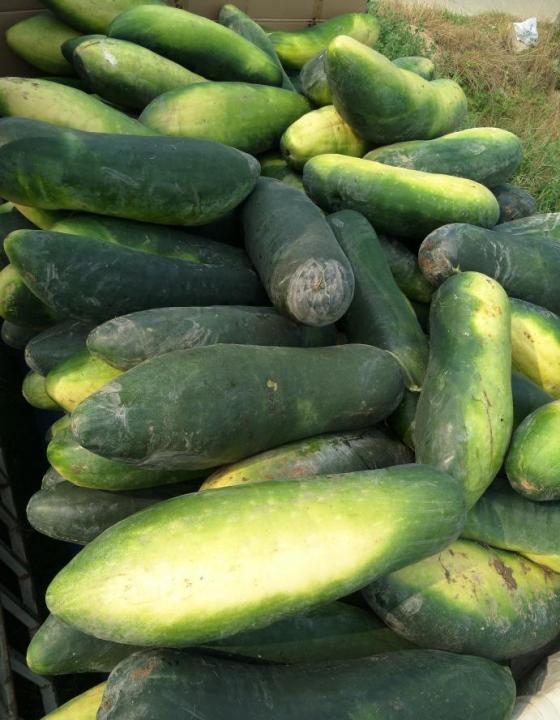 供应:2018沁阳黑优大冬瓜条形好颜色黑亮