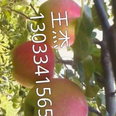 临猗嘎啦苹果品质优良北辛王杰诚信合作