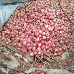 山东安丘红皮洋葱质量上乘