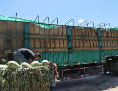 库伦强子 现有万亩西瓜将在8月份大量上市