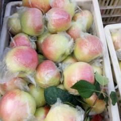 砀山红富刘璇8月红苹果