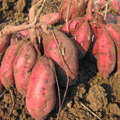 宁阳红薯 我农场大量种植商薯19 现有现货