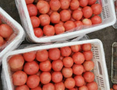 优质冷棚硬粉西红柿大量上市，货源充足。