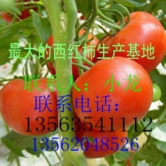 山东莘县万亩西红柿大量上市